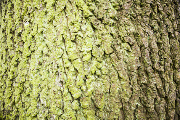 Rinde und Moos, Holzstruktur Hintergrund, braune und grüne Baumrinde Hintergrund - Foto, Bild