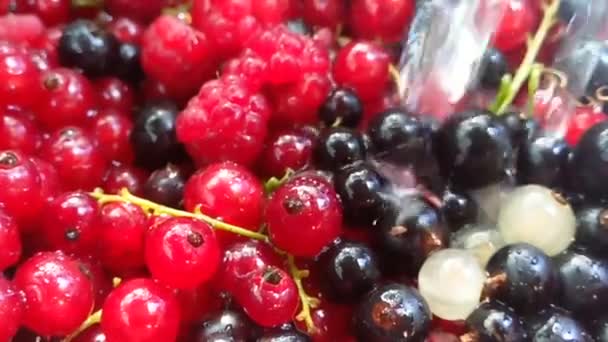 red currant and black water pouring, slow-motion shooting - Footage, Video