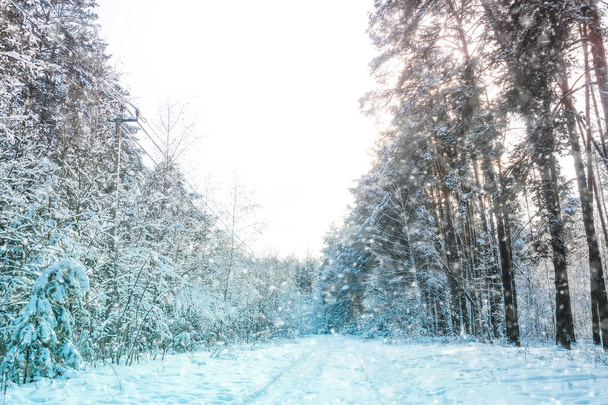 Landscape with the image of a winter forest - Photo, image