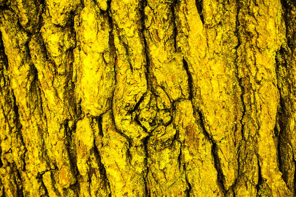 Kéreg és a moha, fa textúra a háttér, a barna és a zöld fa kéreg háttér - Fotó, kép