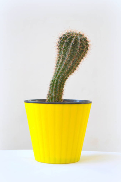 Kaktusz cserepes növény fehér alapon sárga pot - Fotó, kép