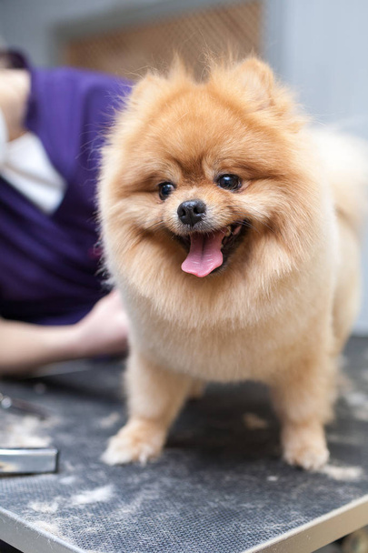 toelettatura cane taglio di capelli
 - Foto, immagini