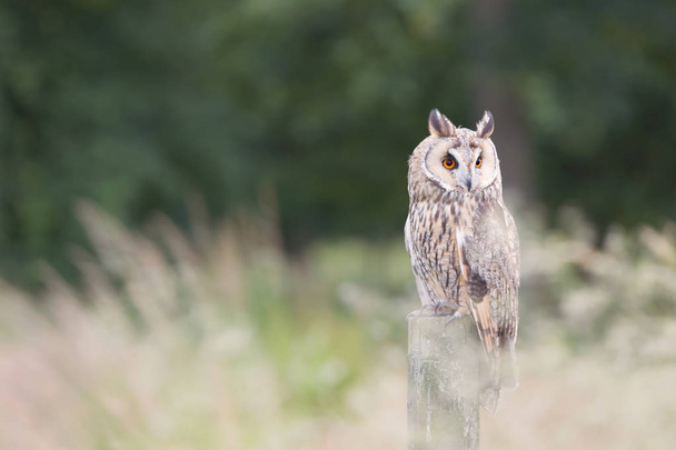 Long eared owl  - Fotoğraf, Görsel