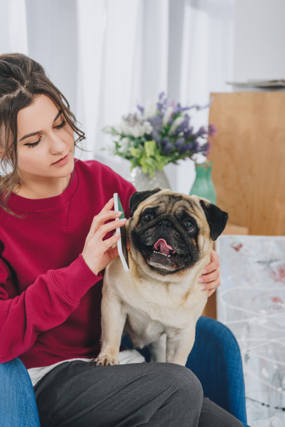 Cute pug listening to smartphone in female hands - Photo, Image