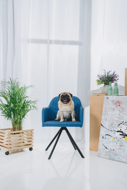 Смішний мопс собака сидить на стільці в світлій кімнаті
 - Фото, зображення