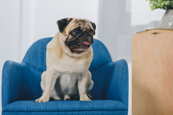 Small pug dog sitting on chair  - Photo, Image
