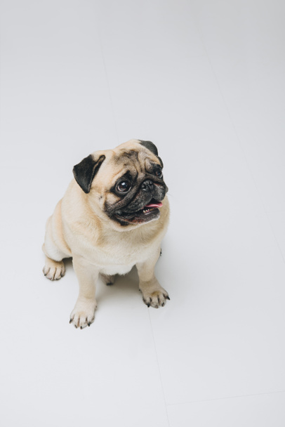 Cute pug dog looking up isolated on white - Foto, Imagen