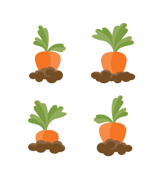 Set of different carrots isolated on the white background. Vector Illustration.  - Vektör, Görsel