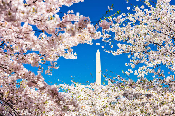 Washington DC in primavera
 - Foto, immagini