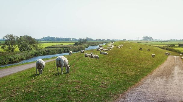 Las ovejas pastan la hierba en el dique en el hermoso sofá frisón
 - Foto, imagen