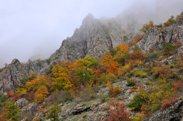 Montaña paisaje dorado bosque otoñal
 - Foto, Imagen
