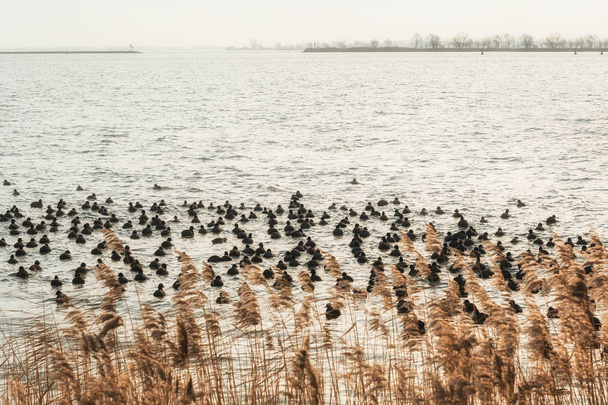 Velká skupina lysky Buiten jezero Ij v Nizozemsku - Fotografie, Obrázek