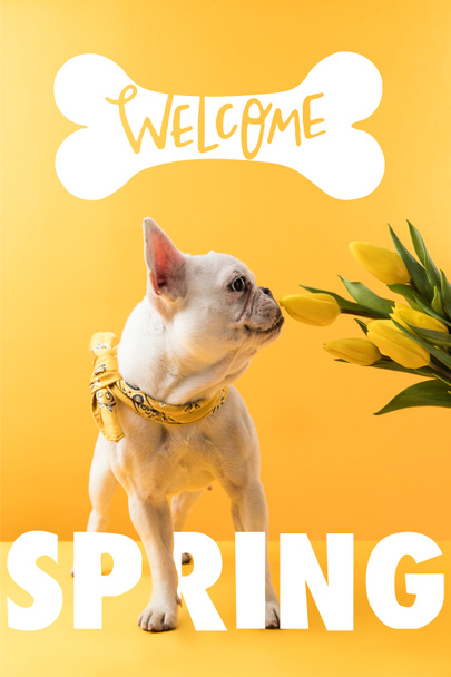 Franse bulldog hond en gele tulpen met Welkom lente ondertekenen - Foto, afbeelding