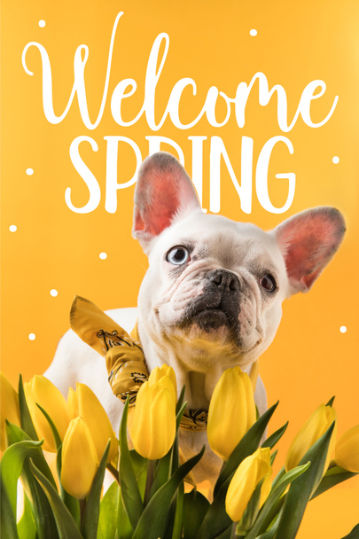 Fransız bulldog köpek ve hoş geldiniz bahar işareti ile güzel Sarı laleler - Fotoğraf, Görsel