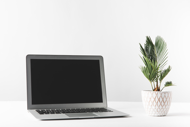 laptop with black screen and beautiful green home plant in pot on white  - Photo, Image