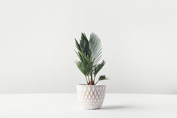 planta de sala verde bonita que cresce no pote decorativo no branco
   - Foto, Imagem