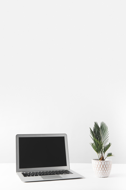 ordinateur portable avec écran blanc et belle plante à la maison en pot sur blanc
  - Photo, image