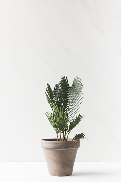vue rapprochée de belle plante verte à la maison poussant en pot sur blanc
 - Photo, image