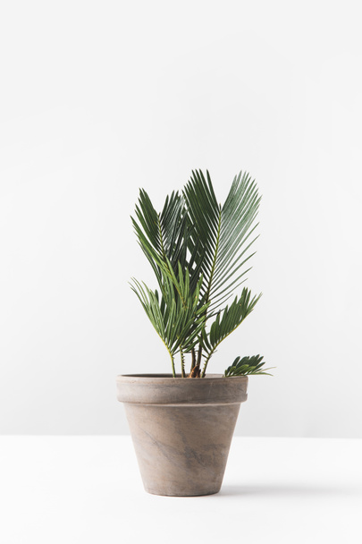 vue rapprochée de belle plante verte à la maison poussant en pot sur blanc
 - Photo, image