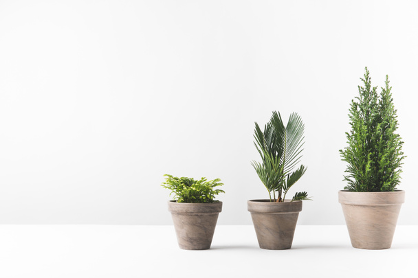 plantas home verdes bonitas que crescem nos potenciômetros no branco
 - Foto, Imagem
