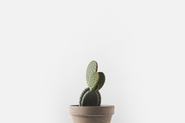 vista de cerca de hermoso cactus verde en maceta aislado en blanco
  - Foto, imagen