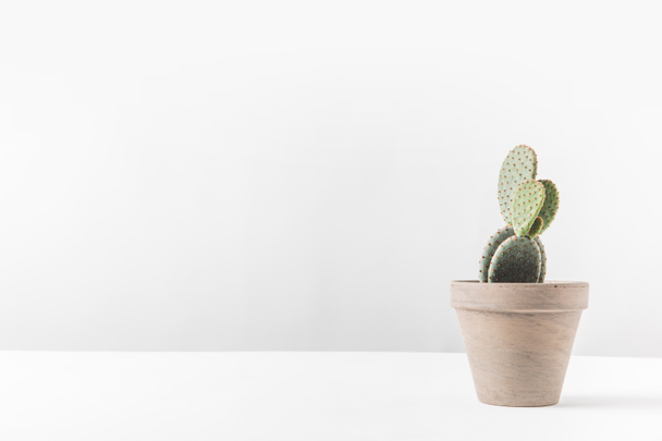 beau cactus vert en pot sur blanc
 - Photo, image