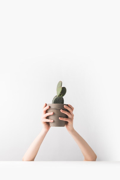 tiro recortado de la persona que sostiene hermoso cactus en maceta verde en las manos en blanco
 - Foto, imagen
