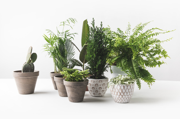 vergrote weergave van diverse mooie groene kamerplanten in potten op wit  - Foto, afbeelding