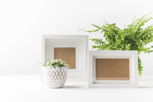 красивые зеленые комнатные растения в горшках и пустые фоторамки на белом
 - Фото, изображение