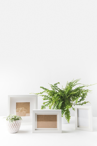 beautiful green potted plants and empty photo frames on white - Zdjęcie, obraz