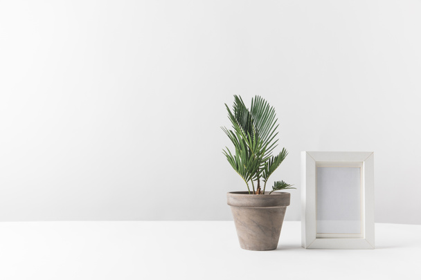 hermosa planta en maceta verde y marco de fotos vacío en blanco
 - Foto, imagen