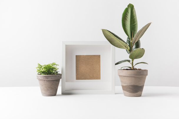 belas plantas envasadas verdes e moldura de foto vazia no branco
 - Foto, Imagem