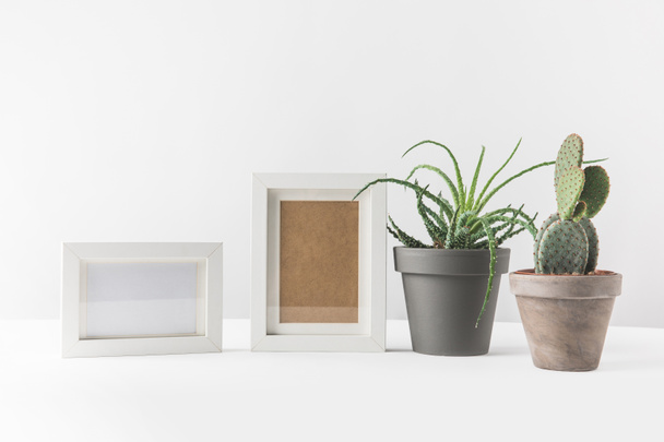 green succulents in pots and empty photo frames on white - Foto, imagen