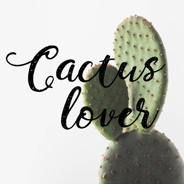 close-up view of beautiful green cactus and inscription cactus lover on white - Photo, Image