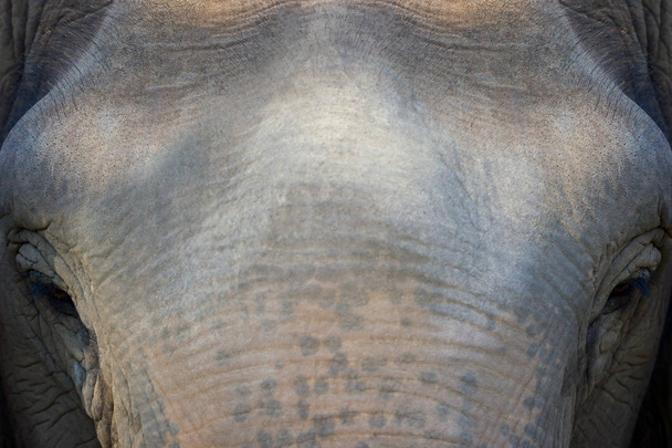 Старый слон в лесу. Крупный план перед лицом азиатских слонов
. - Фото, изображение