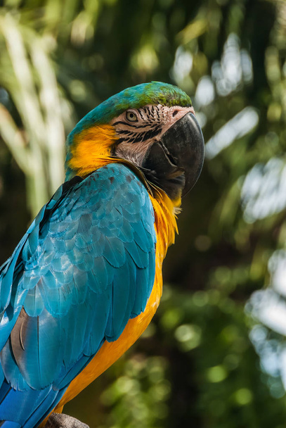 A close-up of a blue-and-yellow macaw, looking very closely - Valokuva, kuva