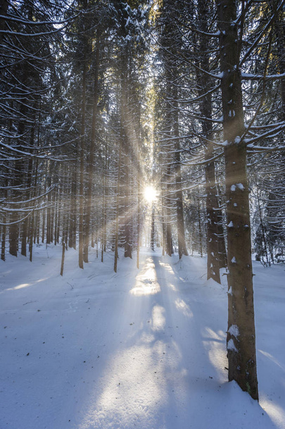 Los rayos del sol atraviesan el bosque nevado
 - Foto, imagen