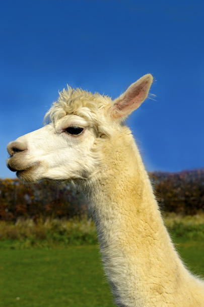 Portret van een lama - Foto, afbeelding