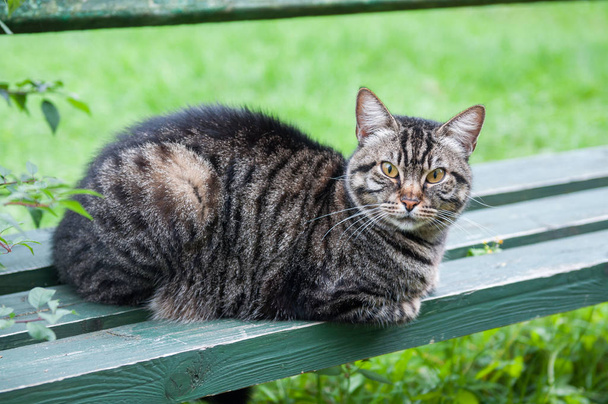 tabby cat on the bench - Photo, Image