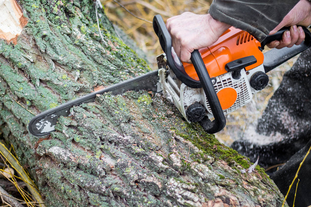 a man with a chainsaw sawing a log, clearing a forest, harvestin - Photo, Image