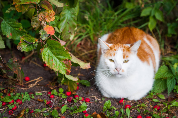 Gato está sentado en bayas rojas y hojas de otoño follaje
 - Foto, Imagen