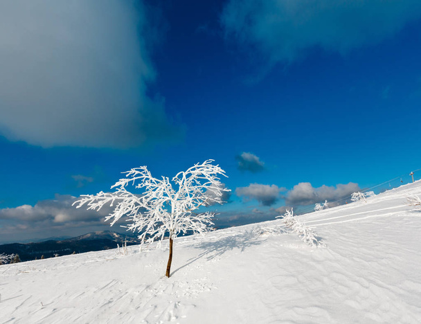 Winter snow cowered tree in mountain - Foto, imagen