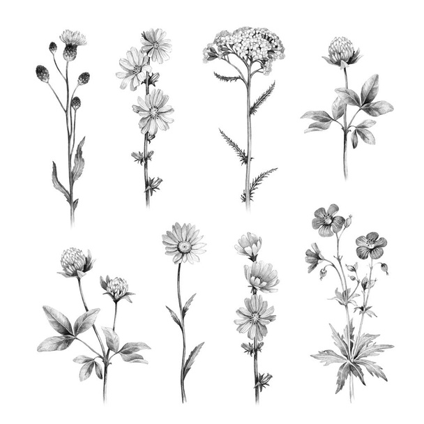 Pencil drawings of wild flowers isolated on white  - Fotó, kép