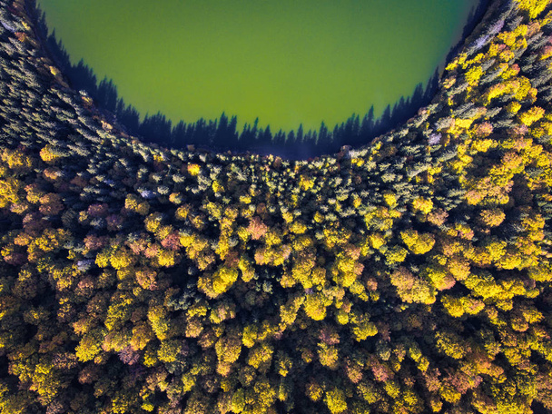 Το φθινόπωρο του δάσους κοντά η λίμνη Αγίου Ana στη Ρουμανία Τρανσυλβανία - Φωτογραφία, εικόνα