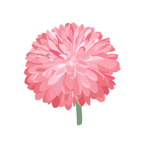 Pink vector Chrysanthemum. Isolated flower bud illustration. - Vector, Image