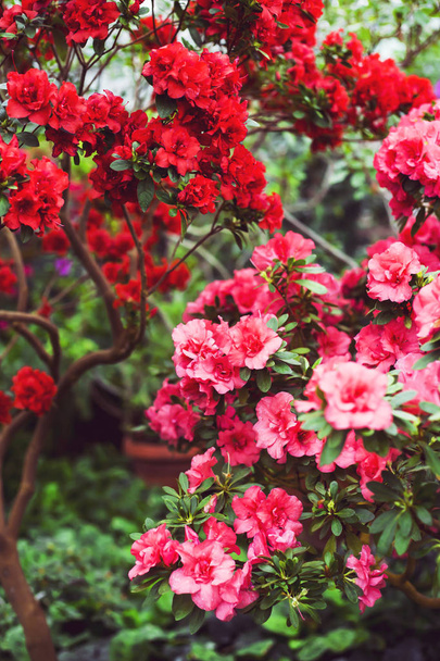 Rosafarbene und rote Kamelienblüten inmitten der grünen Blätter des Busches. leuchtende Blüte - Foto, Bild
