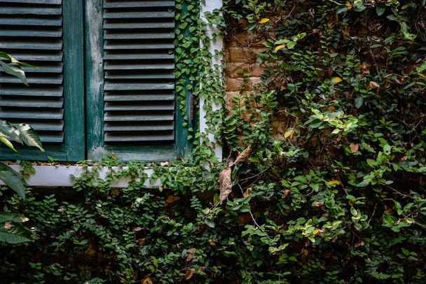 janela de madeira verde louver perto de parede de tijolo cobrindo com d mexicano
 - Foto, Imagem