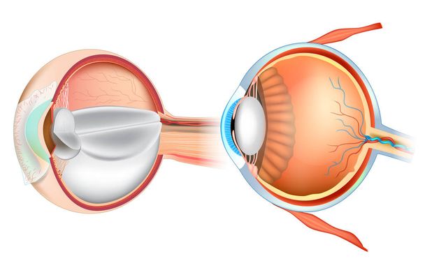 Ilustración de anatomía ocular. Sección transversal del ojo humano
.  - Vector, Imagen