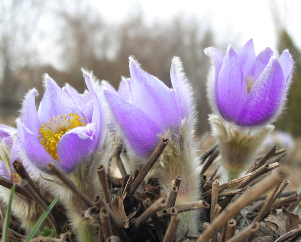 řízení jarní květiny modré spánku tráva - Fotografie, Obrázek