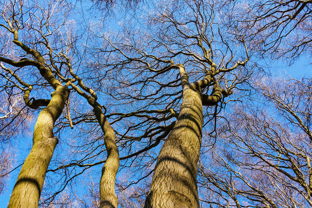 Дерево вершины в лесу с голубым небом
 - Фото, изображение